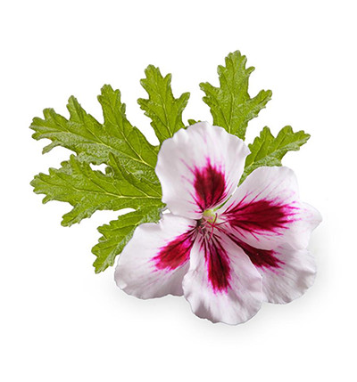 Geranium