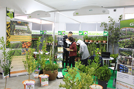 plante